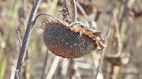 Sunflower seed Stock Footage 24672325