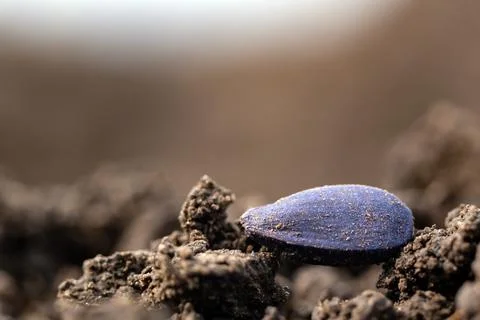 Sunflower seed in the ground during the spring sowing campaign Foto stock