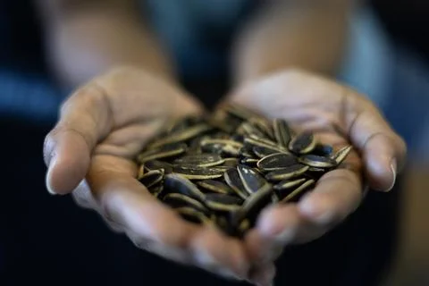 Sunflower Seed In Hands 스톡 사진