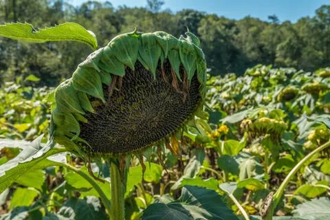 Sunflower seed head Stock Photos