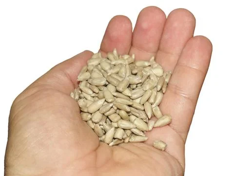 Sunflower seed kernels in a palm Stock Photos