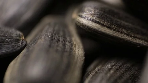 Sunflower Seed Macro Stock Footage 70889114