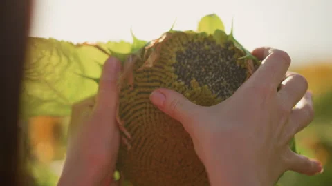 Sunflower seed pattern inspection, Warm sunlight highlights detailed seed layout Stock Footage 329451687