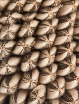 Sunflower seed pattern Stock Photos