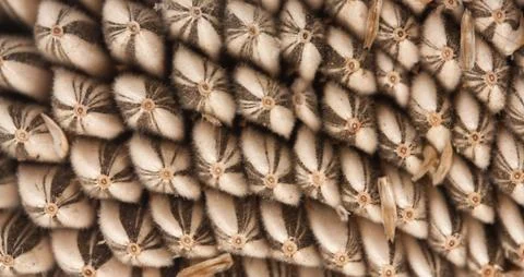 Sunflower seed pattern Stock Photos