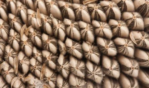 Sunflower seed pattern Foto stock