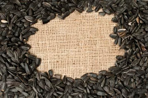 Sunflower seed Stock Photos