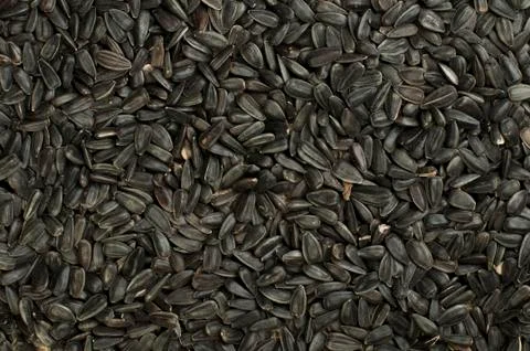 Sunflower seed Stock Photos