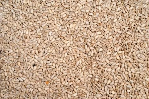 Sunflower seed Stock Photos