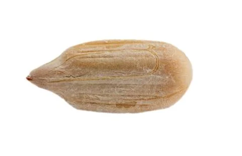 Sunflower seed Foto stock