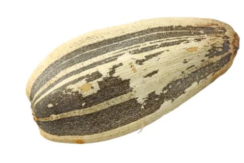 Sunflower seed Foto stock