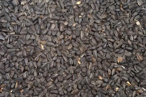 Sunflower seed Stock Photos