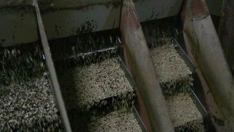 Sunflower seed processing at the factory Stock Footage 96021680