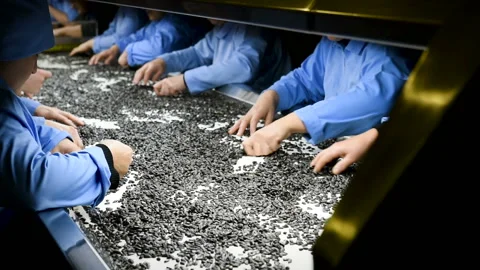 Sunflower seed processing at the factory. Video stock 99572668