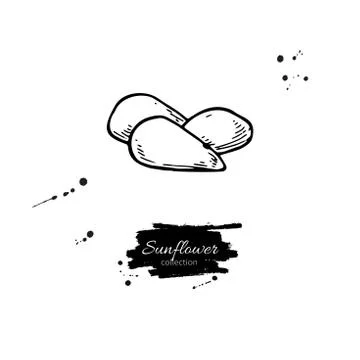 Sunflower seed set vector drawing. Hand drawn isolated illustration. Food ing Stock Illustration