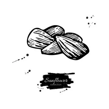 Sunflower seed set vector drawing. Hand drawn isolated illustration. Food ing Stock Illustration