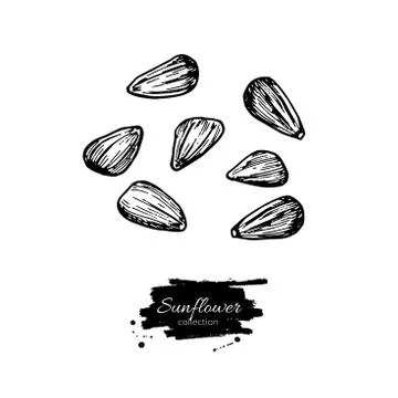Sunflower seed set vector drawing. Hand drawn isolated illustration. Food ing Stock Illustration