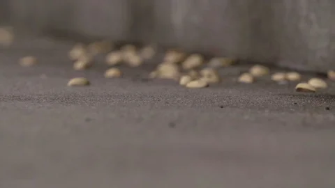Sunflower seed shells dispersed over the ground Stock Footage 77082578