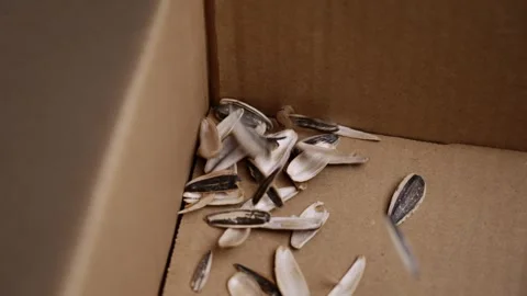 Sunflower seed shells falling into cardboard box corner. Stock Footage 329097682