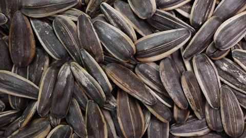 Sunflower seed slide glide over motion Stock Footage 148542029