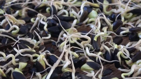 Sunflower seed sprouts. Close up Stock Footage 83606049