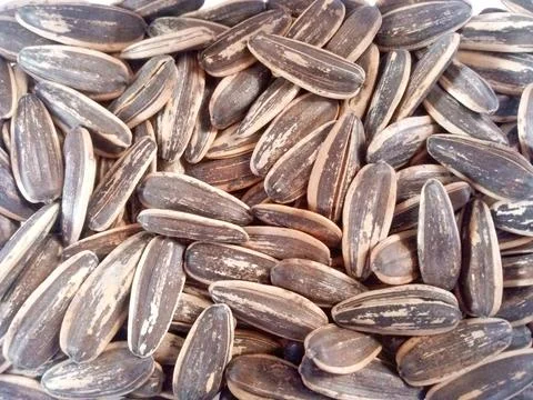 Sunflower Seed Stack with Natural Texture Stock Photos