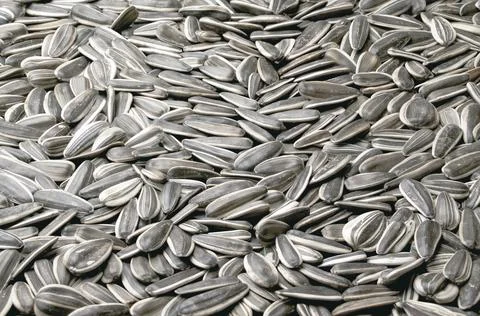 Sunflower seed texture close - up as background Stock Photos