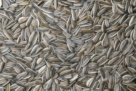 Sunflower seed texture close - up as background Fotos Stock