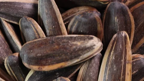 Sunflower seed on white background  Stock-Footage 148146095