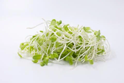 Sunflower seedling Stock Photos