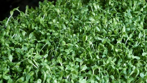 Sunflower seedling plots Stock Footage 126649627