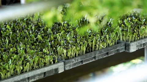 Sunflower seedling plots Stock Footage 126650052