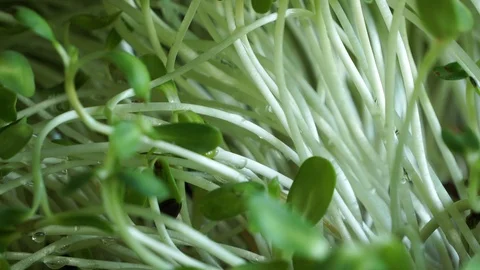 Sunflower seedling plots Stock Footage 126650437