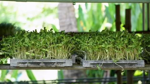 Sunflower seedling plots Stock Footage 126651986