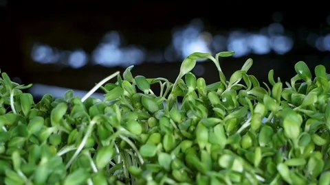 Sunflower seedling plots Stock Footage 126652013