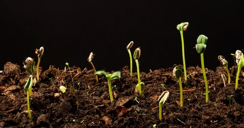 Sunflower seedlings Stock Footage 129707373