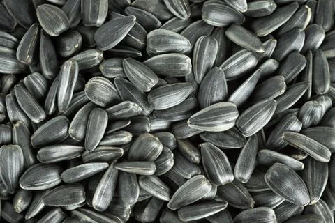 Sunflower seeds background Stock Photos