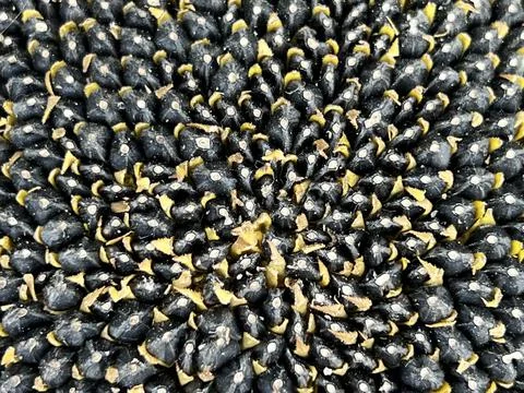 Sunflower seeds background Stock Photos