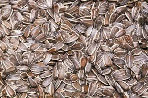 Sunflower seeds background, texture Stock Photos