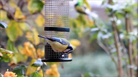 Sunflower seeds for birds,winter,  tit, chickadee Stock Footage 45826235