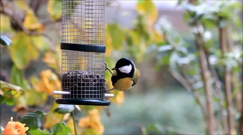 Sunflower seeds for birds,winter,  tit, chickadee Stock Footage 45826871