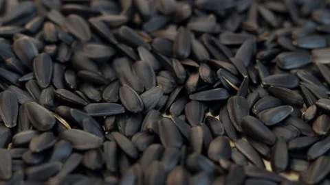 The sunflower seeds close-up Video stock 231310913