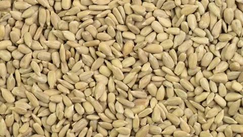 Sunflower seeds close-up Vídeos de archivo 344569914