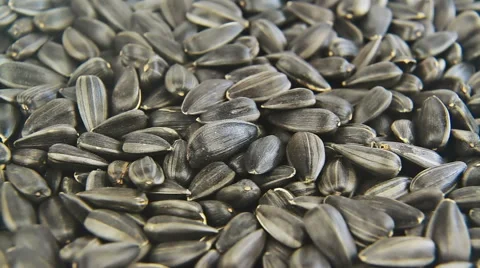 Sunflower seeds close up rotation Stock Footage 47092425