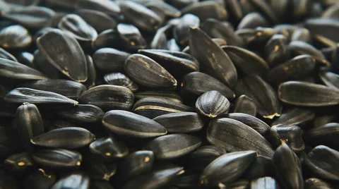 Sunflower seeds close up rotation Stock Footage 47092472