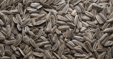 Sunflower seeds close up studio shot over rotating Stock-Footage 324840826