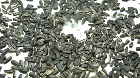 Sunflower seeds falling down on the white background Stock Footage 189200748