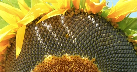 Sunflower seeds. Fibonacci golden ratio ... | Stock Video | Pond5