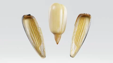 Sunflower seeds fly out of the shell. 3d render Stock Footage 156602791