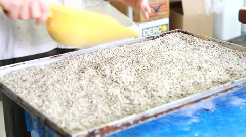 Sunflower seeds Video stock 33473708